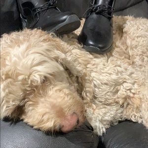 Meet your Posher, Joe